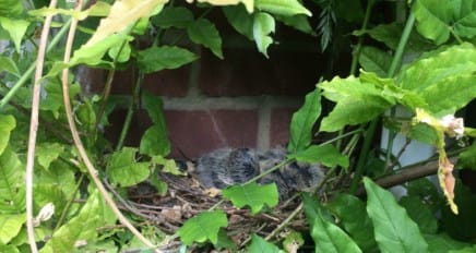 Wisteria n Chicks