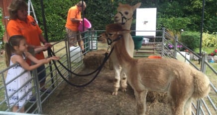 Summer Fete August 8th: guess the name of the Alpaca