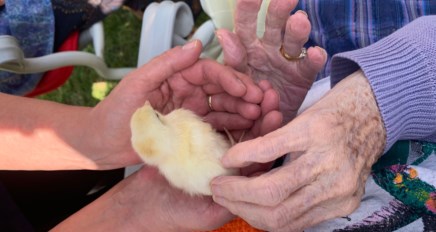 Easter Chicks 2019